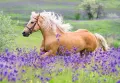 Plavý kůň cválající fialově kvetoucí loukou se zelenou krajinou v pozadí, jedlý obrázek na dort