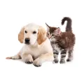 Zlatavé štěně a pruhované mourovaté koťátko s vztyčeným ocasem na bílém pozadí, kulatý jedlý obrázek na dort