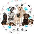 Kulatý jedlý obrázek na dort: skupina psů, dalmatin, zlatý retriever, labrador, mops a štěně na bílém pozadí s barevnými tlapkami