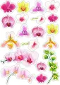 Akvarelové růžové a fuchsiové orchideje se zelenými listy, jedlý obrázek na dort