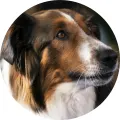 Kulatý portrét fenky Ruby, border kolie s hnědou, bílou a černou srstí, jedlý obrázek na dort