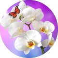 Bílá orchidej s oranžovým motýlem na fialovém pozadí, jedlý obrázek na dort