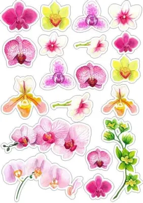 Květiny – jemné akvarelové orchideje – obdélníkový jedlý papír na dort