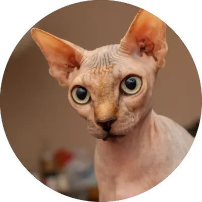Sphynx kočka – jedlý papír na dort