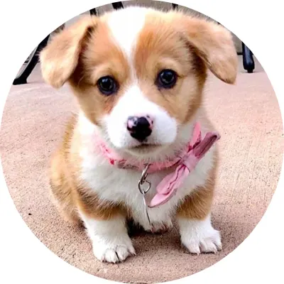 Pejsci – roztomilé štěně corgi s mašlí – jedlý papír na dort