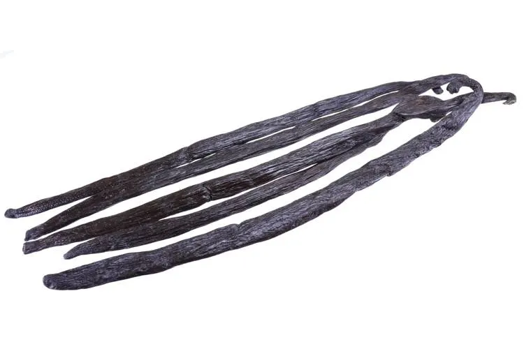 Vanilkový lusk Planifolia Madagaskar Bourbon 14–18 cm, 1 ks